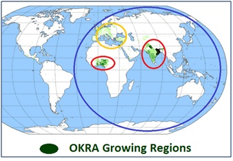 Okra Growing