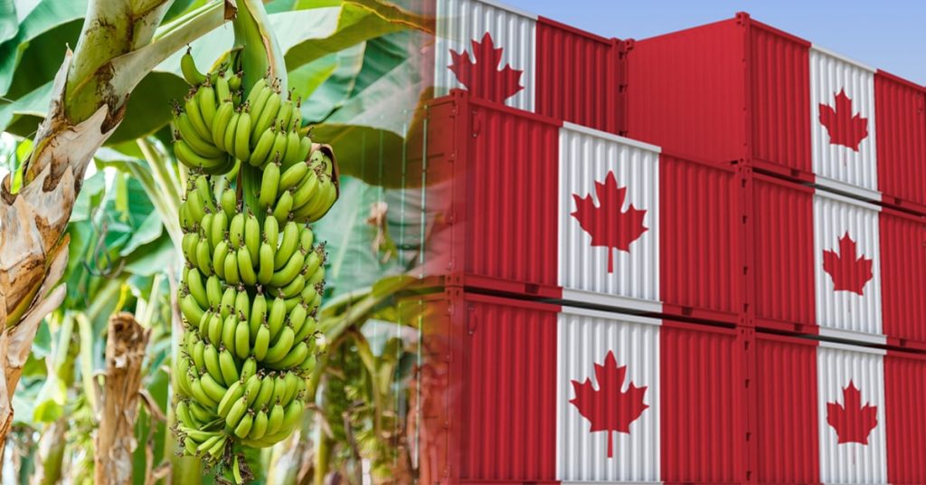 Introduce the subject of India's banana export industry and its potential to Canada.