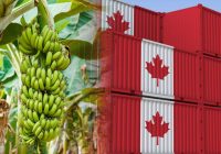 Introduce the subject of India's banana export industry and its potential to Canada.